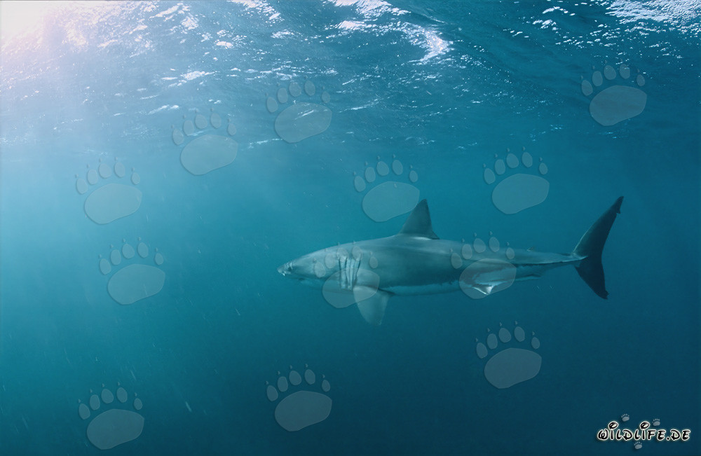 Gran tiburón blanco cazando focas de piel frente a la costa de Sudáfrica