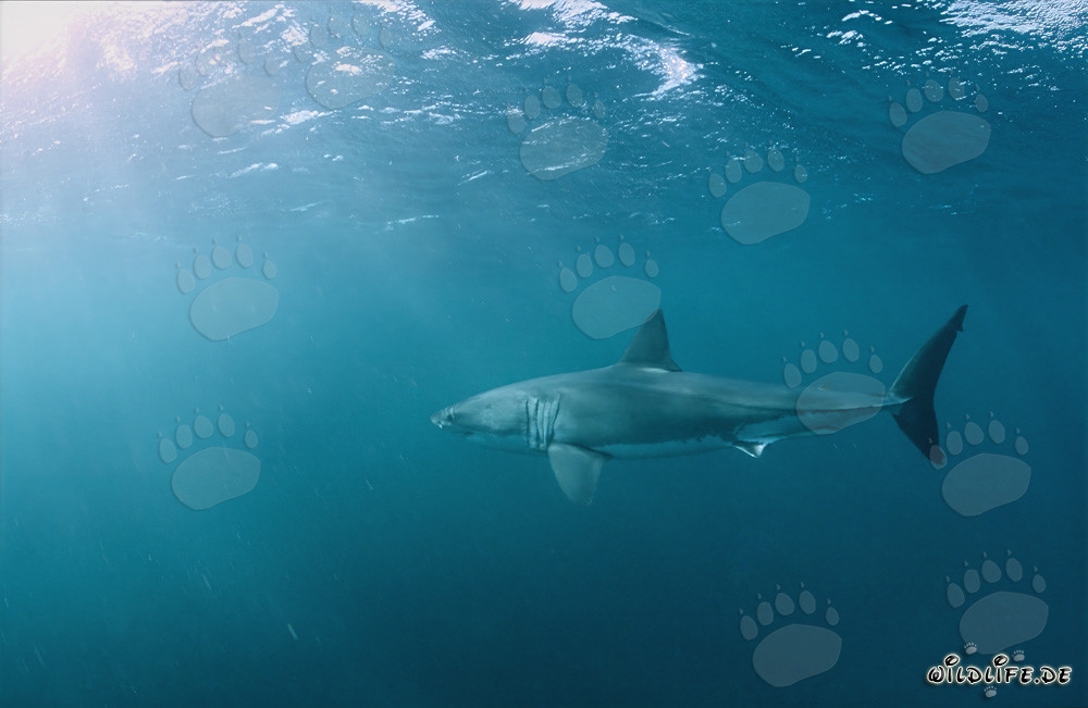 Grand requin blanc chassant des otaries à fourrure au large des côtes d'Afrique du Sud