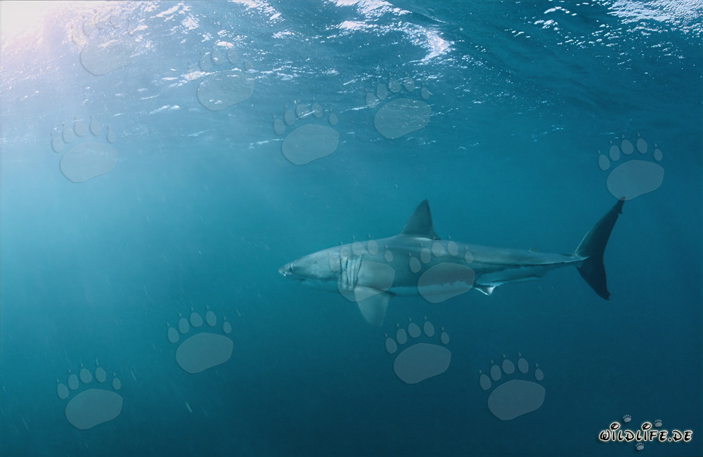 Great White Shark hunting for fur seals off the coast of South Africa