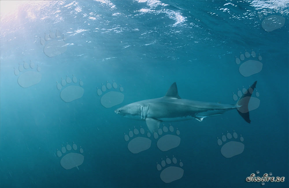 Großer Weißer Hai auf der Jagd nach Pelzrobben vor der Küste Südafrikas