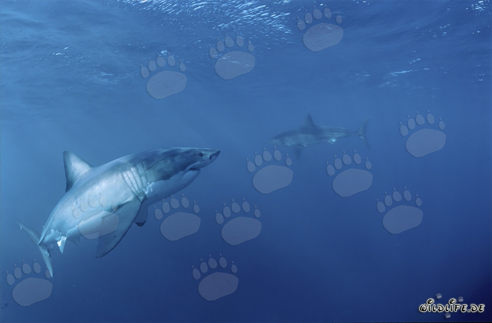 Gran tiburón blanco se encuentra con un bebé tiburón blanco