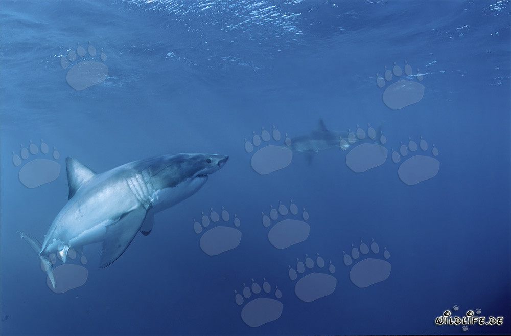 Grand requin blanc rencontre un bébé requin blanc