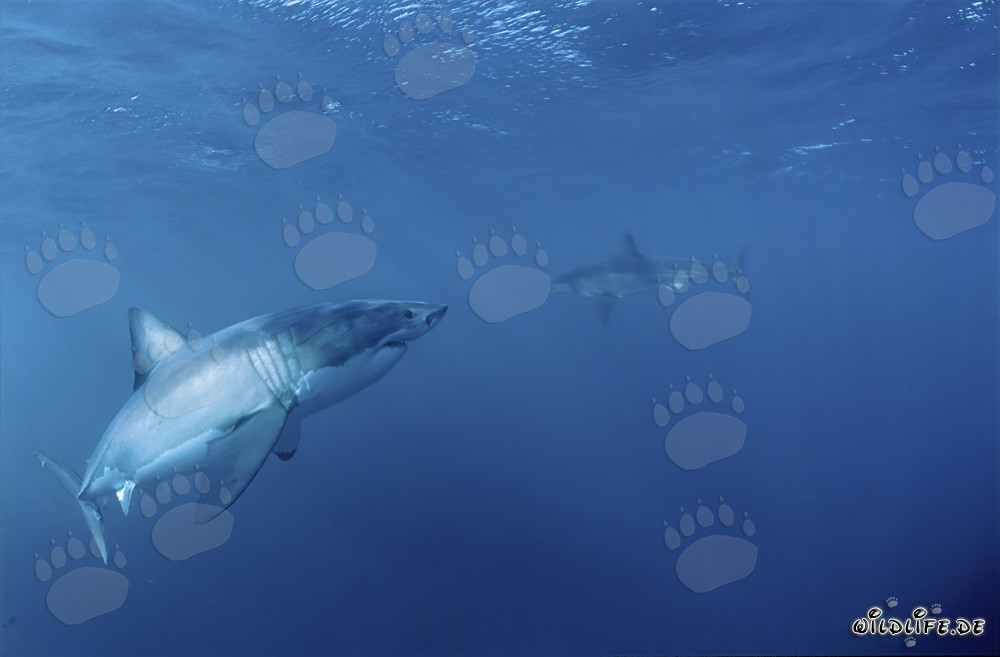 Grande squalo bianco incontra un cucciolo di squalo bianco