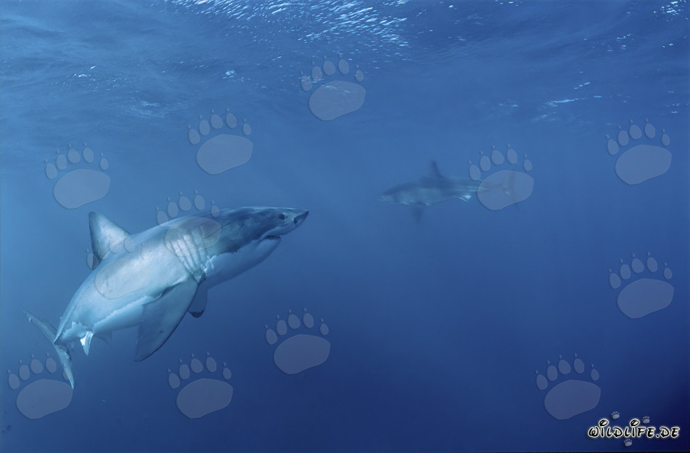 Great White Shark encounters a Great White Shark baby