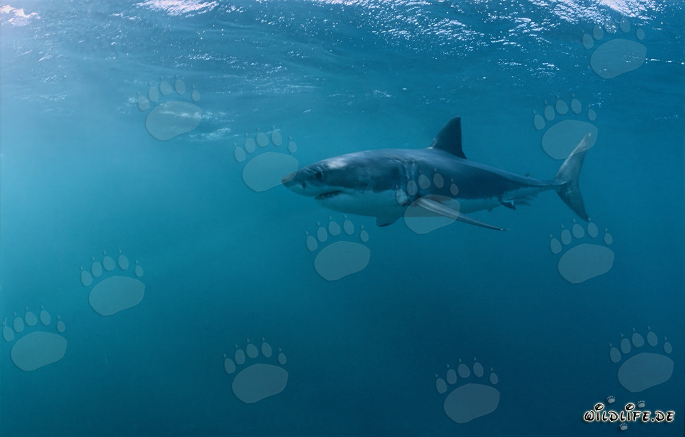 El Gran Tiburón Blanco - Fascinante Trotamundos de los Mares