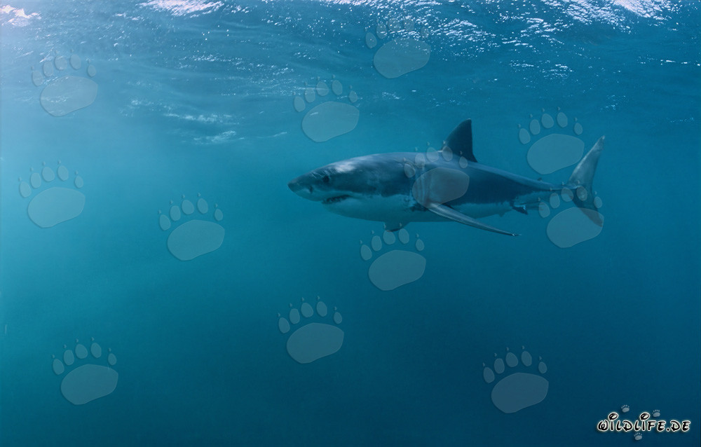 Le Grand Requin Blanc - Fascinant Globe-trotteur des Mers