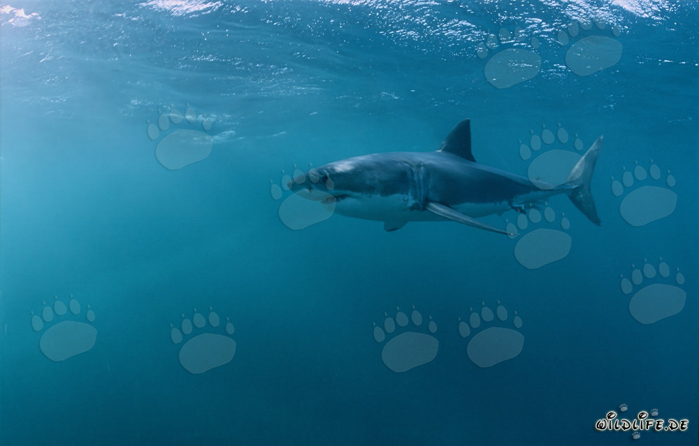 The Great White Shark - Fascinating GlobeTrotter of the Seas