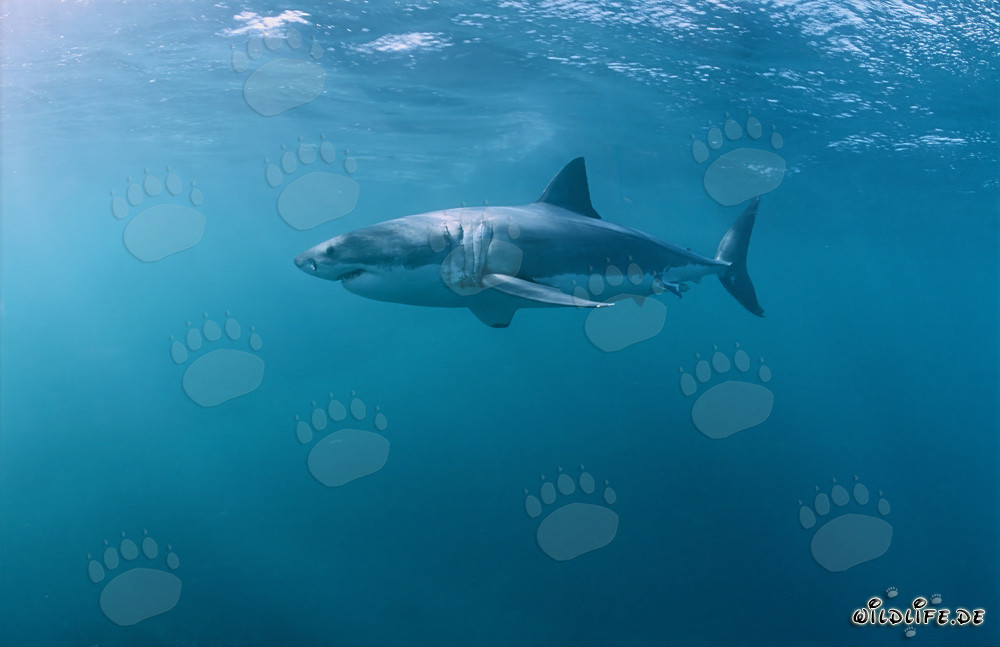 Grand Requin Blanc à la recherche de proies