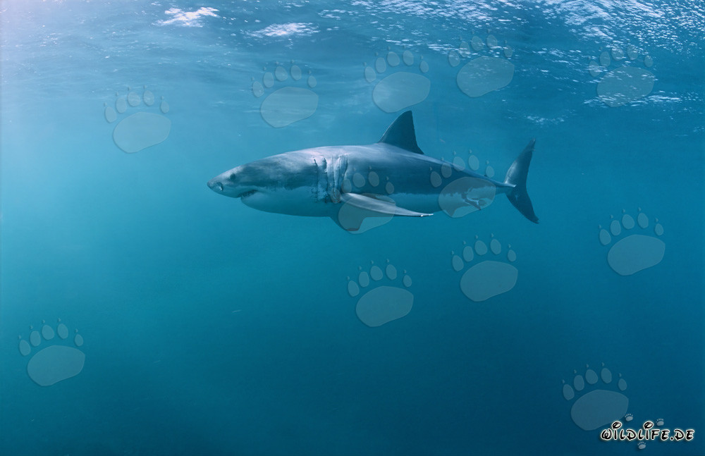Grande Squalo Bianco alla ricerca di prede