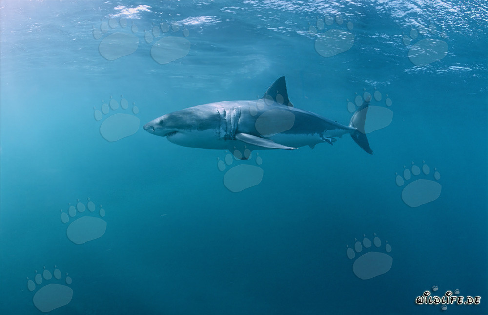 Gran Tiburón Blanco en busca de presas