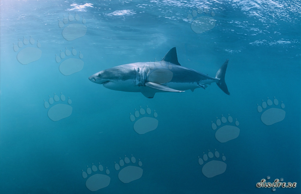 Great White Shark looking for fat prey