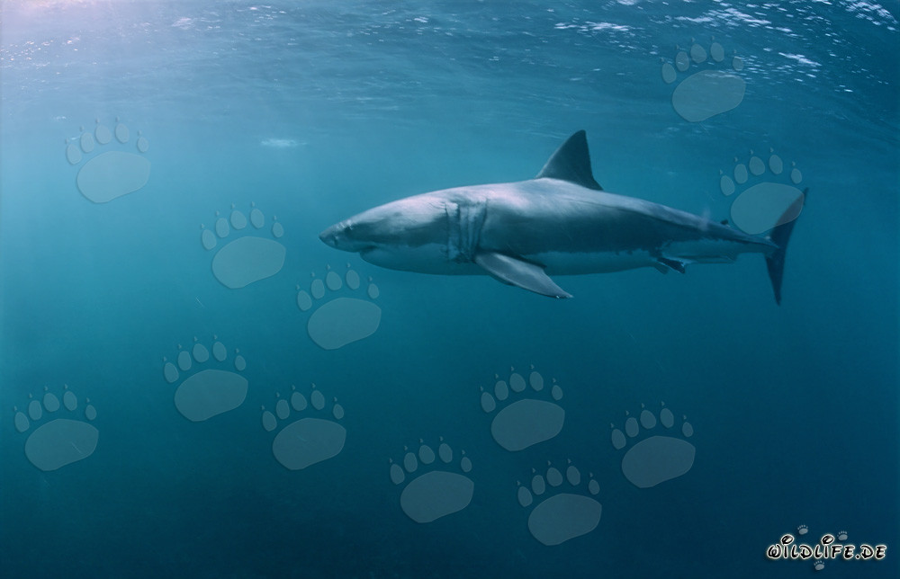 Un gran tiburón blanco persigue a las focas sudfricanas de piel en la isla Dyer