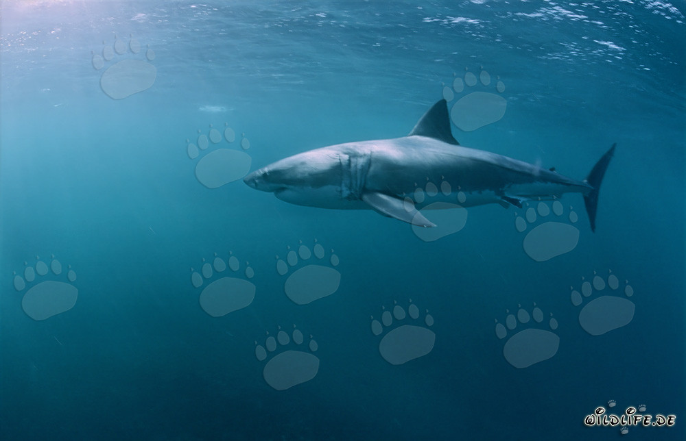 Un grand requin blanc chasse des otaries à fourrure sud-africaines près de l'île Dyer