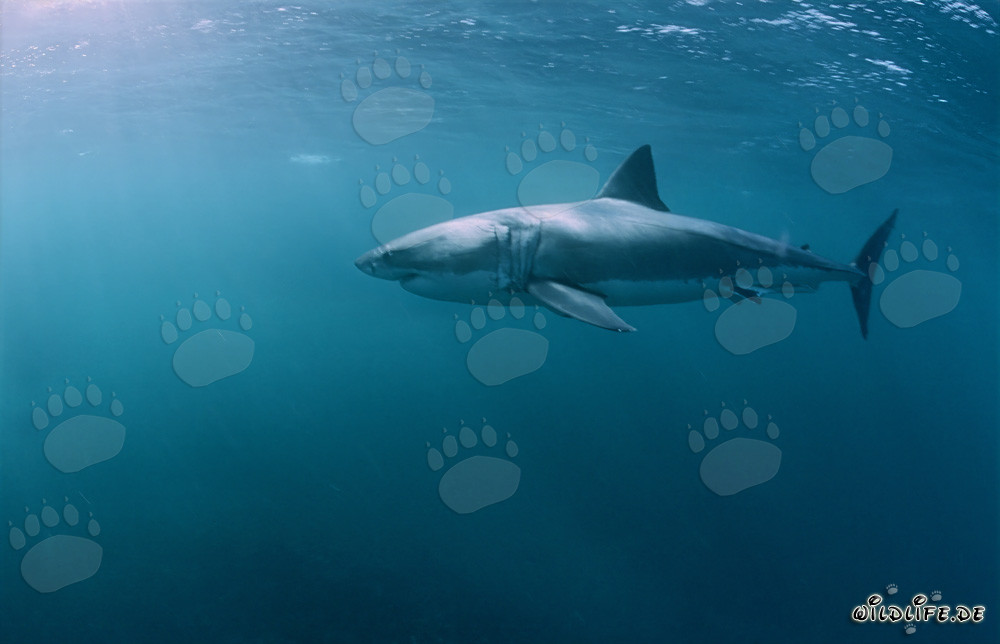 A Great White Shark Hunting South African Fur Seals near Dyer Island