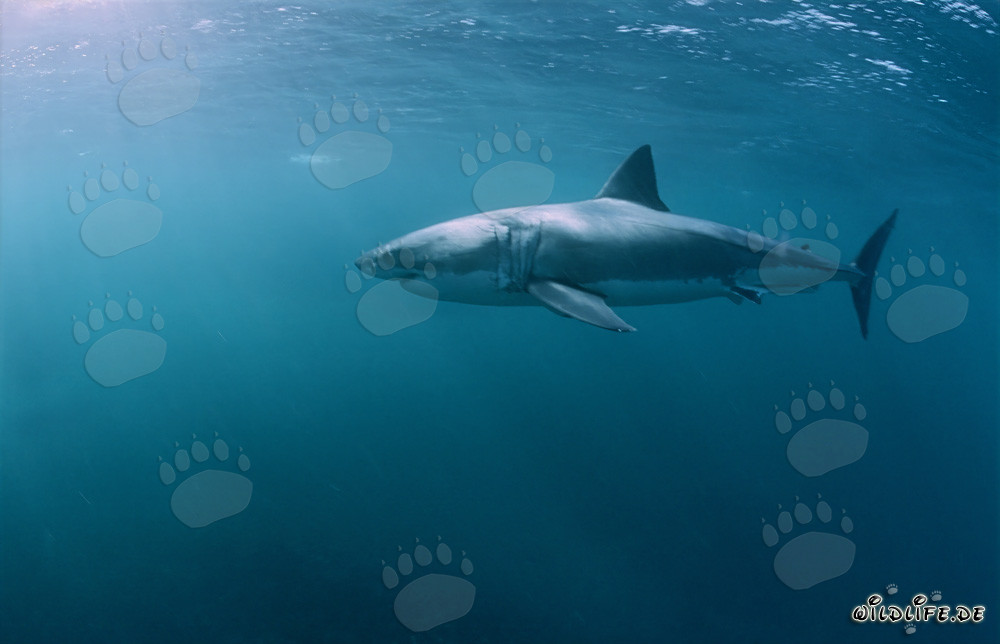 Ein Großer Weißer Hai jagt Suedafrikanische Pelzrobben vor Dyer Island