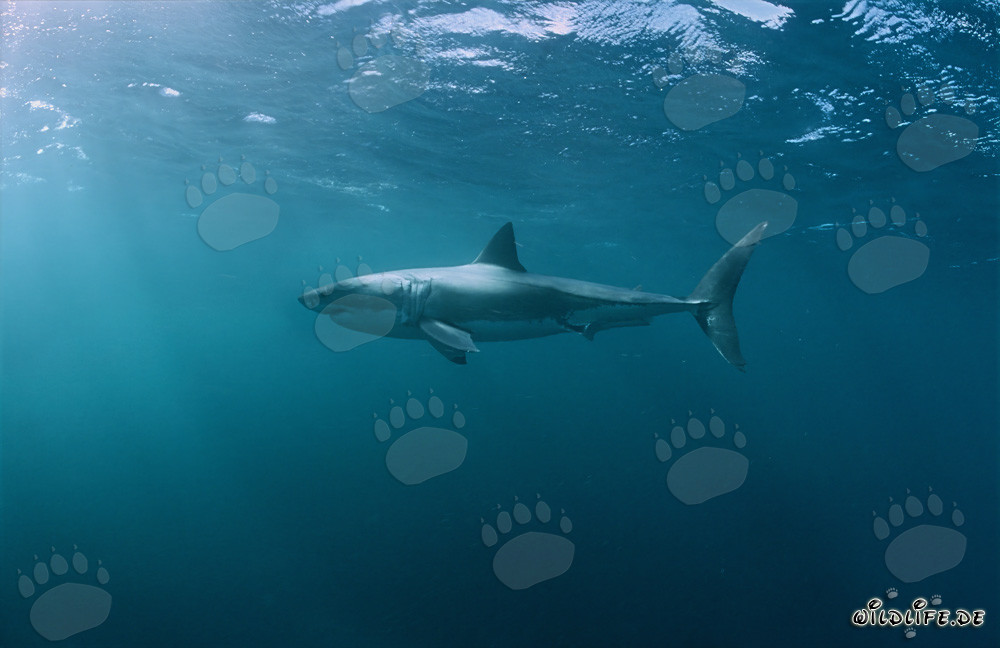 Fascinant habitant des mers : Le Grand Requin Blanc (Carcharodon carcharias)