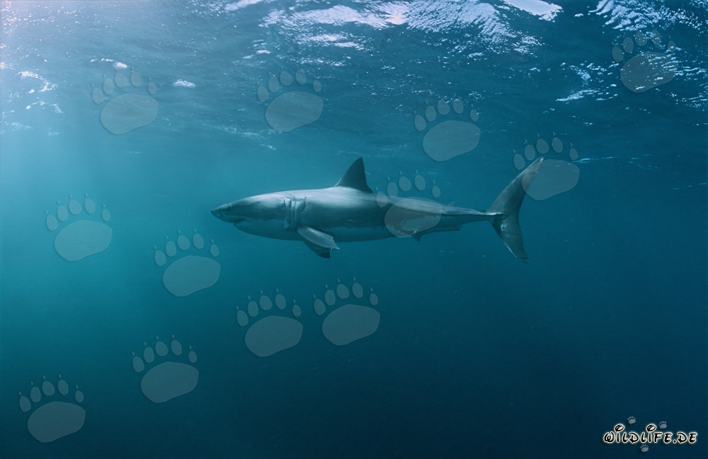 Fascinante habitante del mar: El Gran Tiburón Blanco (Carcharodon carcharias)