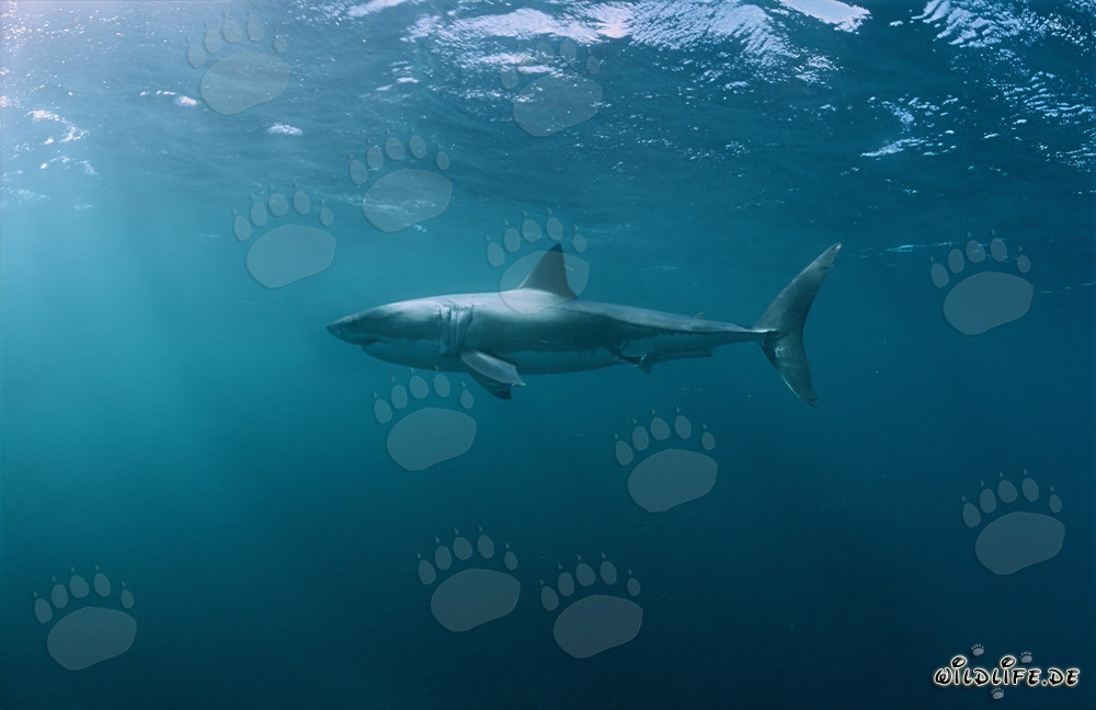 Fascinating Ocean Creature: The Great White Shark (Carcharodon carcharias)