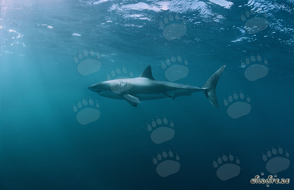 Affascinante abitante marino: Lo Squalo Bianco (Carcharodon carcharias)