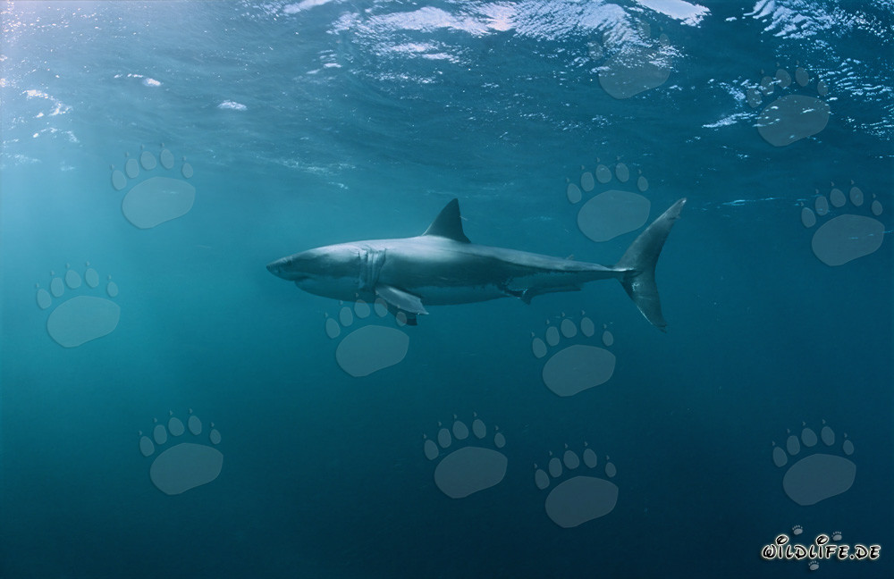 Faszinierender Meeresbewohner: Der Weiße Hai (Carcharodon carcharias)