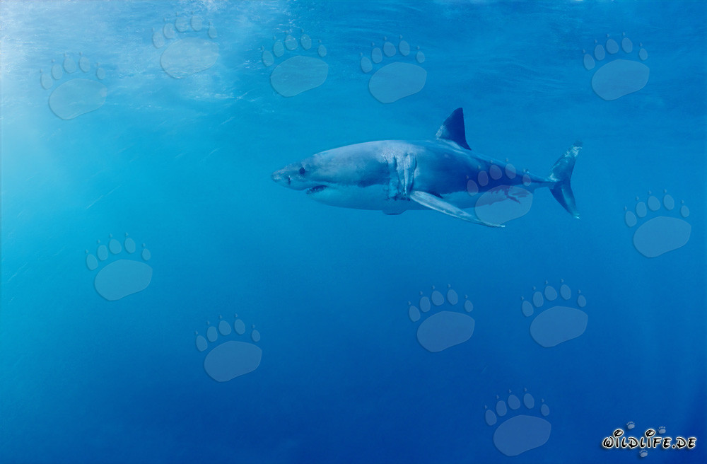 Fascinating Great White Shark at Geyser Rock in South Africa