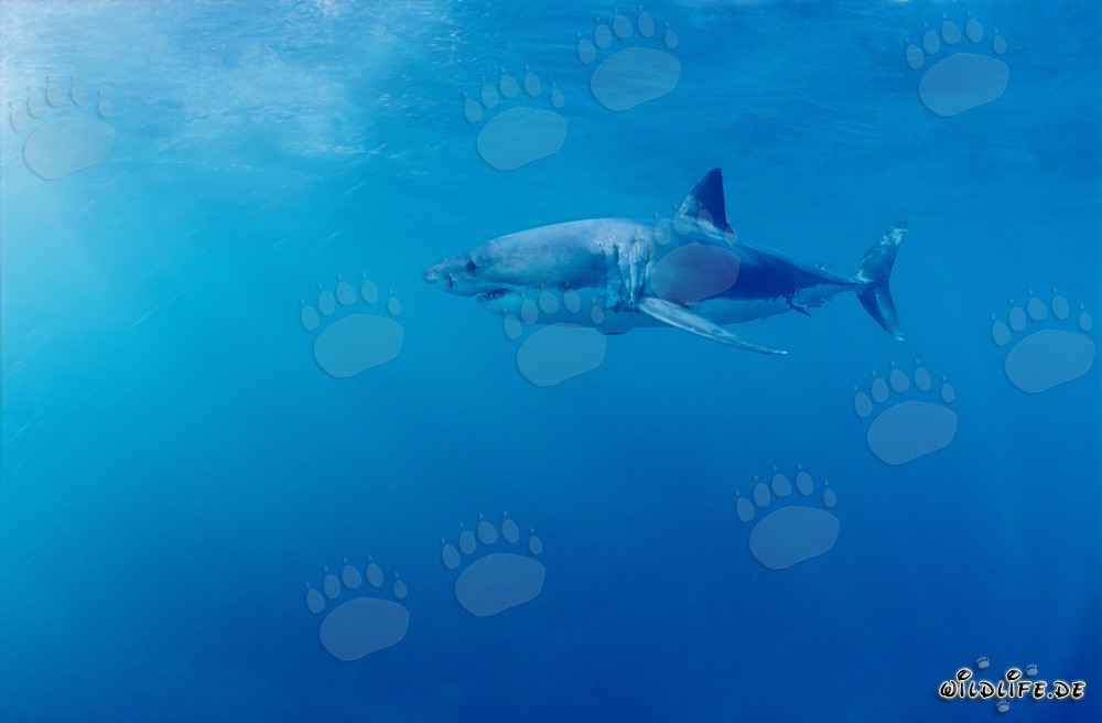 Requin blanc fascinant devant Geyser Rock en Afrique du Sud