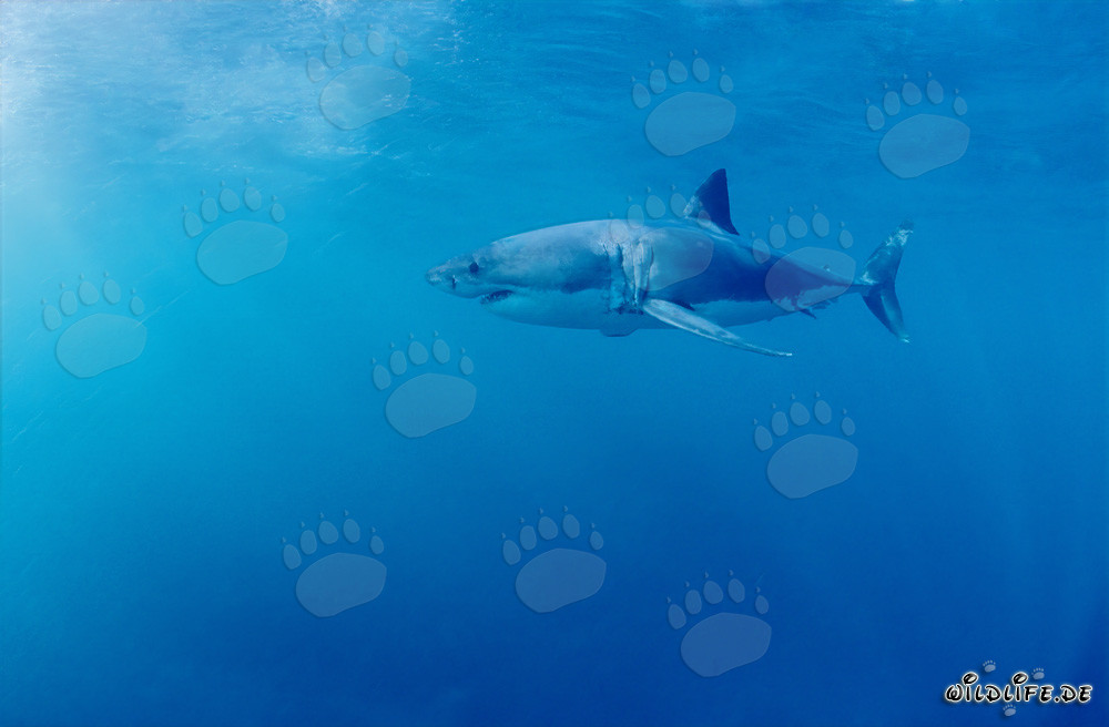Faszinierender Weißer Hai vor Geyser Rock in Südafrika