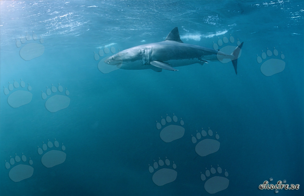 Impresionante Gran Tiburón Blanco cazando una foca