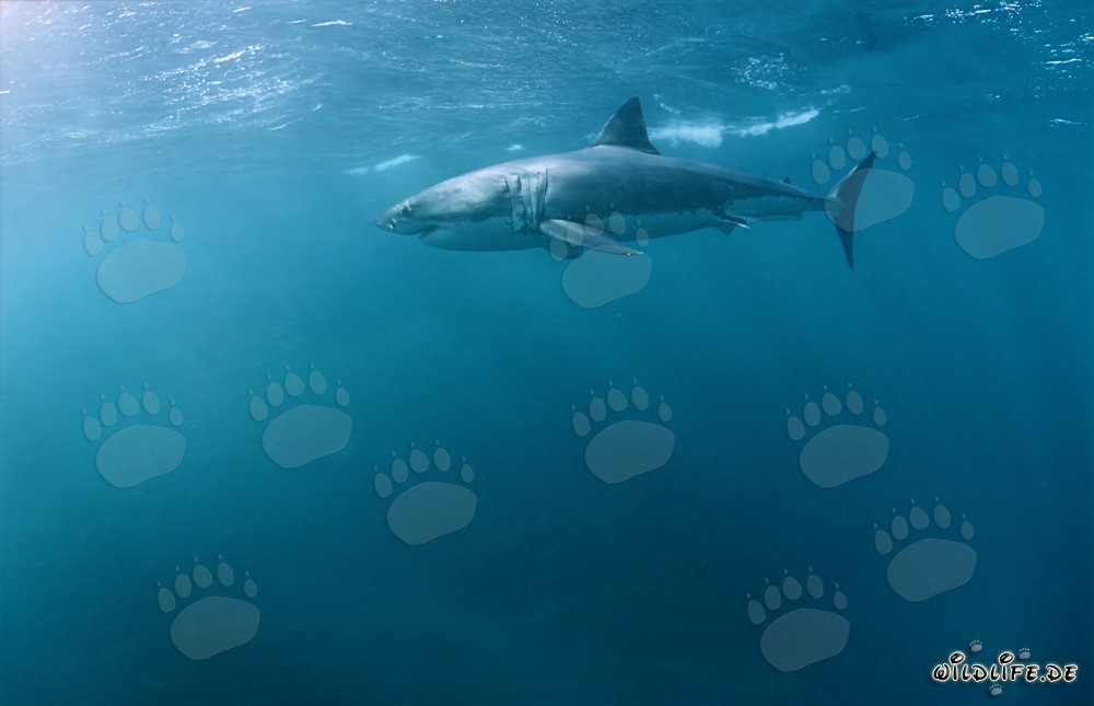 Grand requin blanc impressionnant chassant un phoque