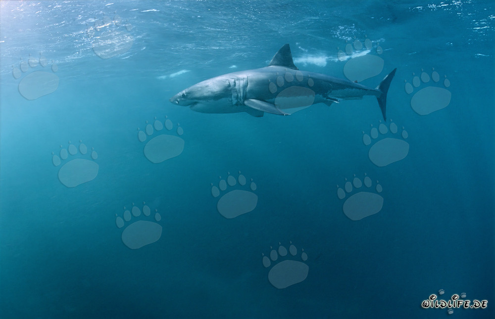 Imponente Grande Squalo Bianco in caccia di una foca