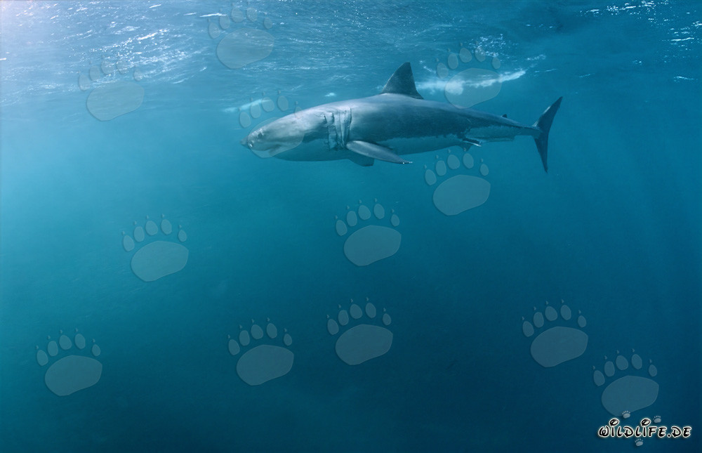 Impressive Great White Shark hunting for a seal