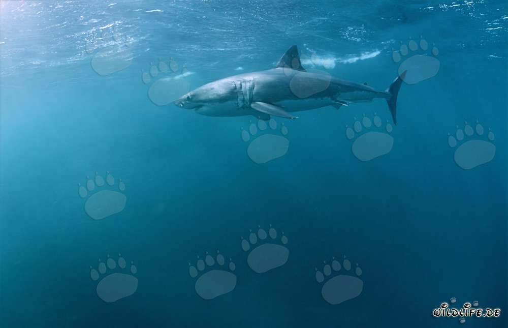 Imposanter Großer Weißer Hai auf der Jagd nach einer Robbe