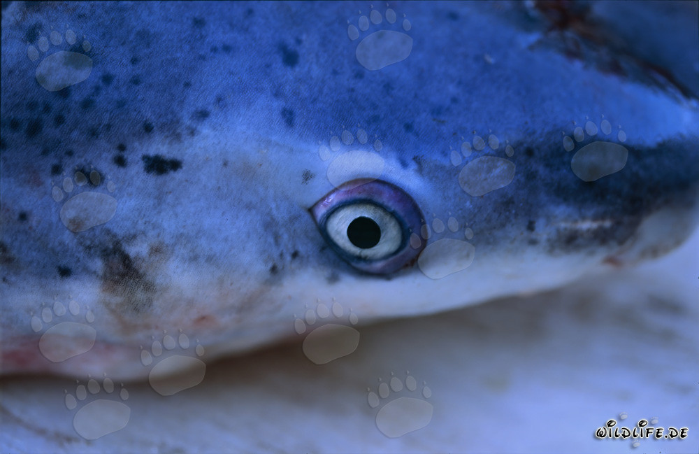 Kopf des Breitnasen-Siebenkiemerhais (Notorynchus cepedianus)