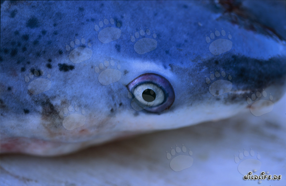 Tête du requin à sept branchies à large nez (Notorynchus cepedianus)
