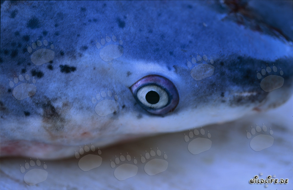 Head of the Spotted Sevengill Shark (Notorynchus cepedianus)