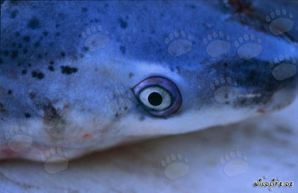 Testa dello squalo sette branchie dal naso largo (Notorynchus cepedianus)