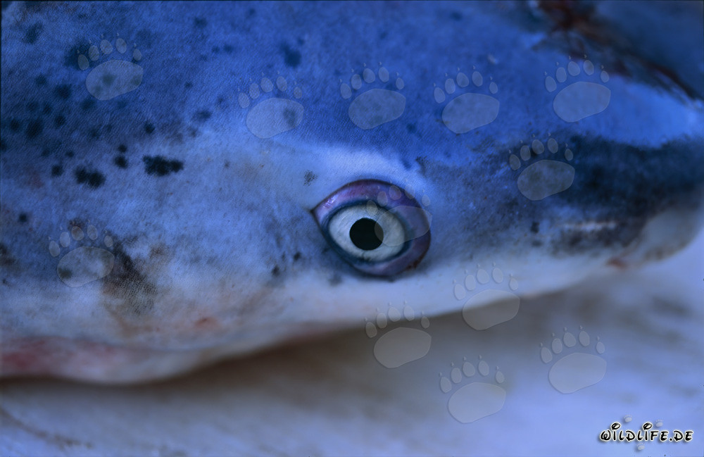 Cabeza del tiburón de siete branquias de nariz ancha (Notorynchus cepedianus)