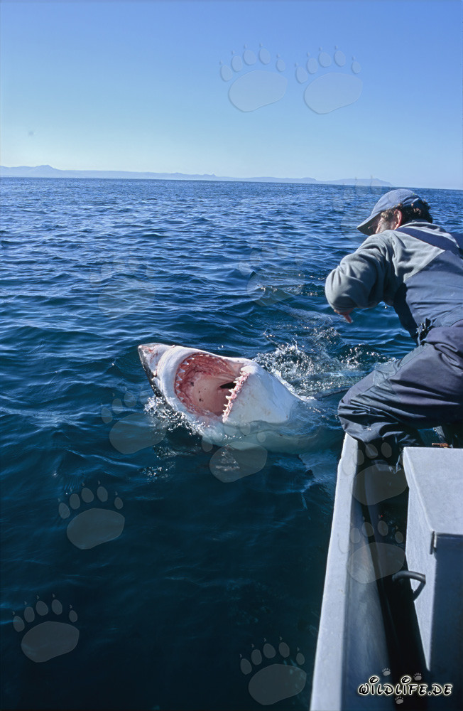 Impressive Great White Shark displaying its fearsome teeth in front of Dyer Island