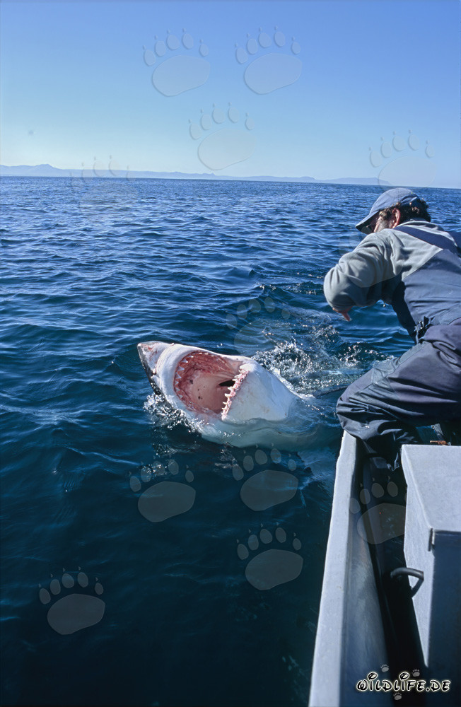 Grand requin blanc montre ses redoutables dents devant l'île Dyer