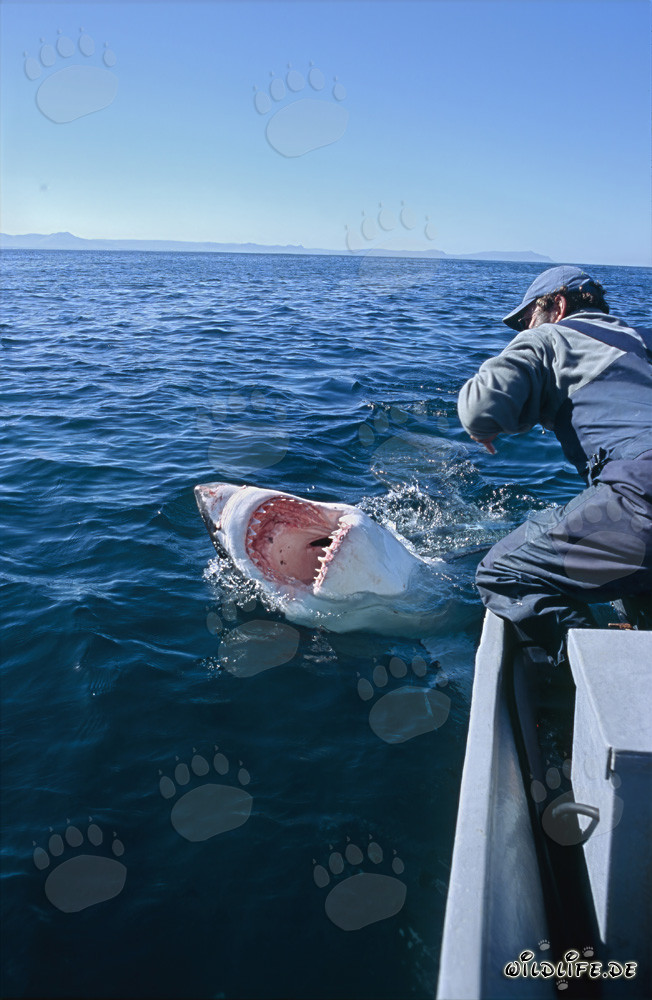 Imponente squalo bianco mostra i suoi temuti denti davanti all'isola Dyer