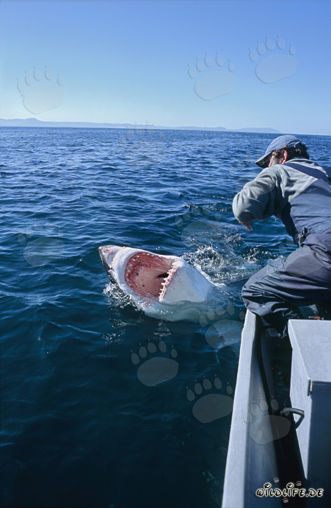 Impresionante tiburón blanco muestra su temible dentadura frente a la isla Dyer