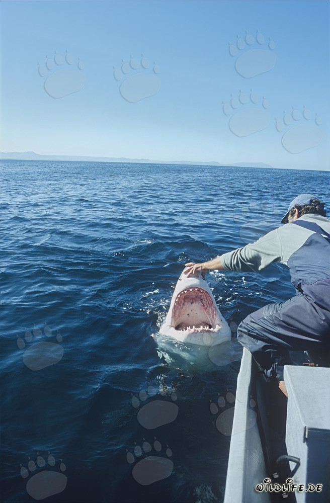 Seltener Moment: Andre Hartman und der Weiße Hai in Gansbaai