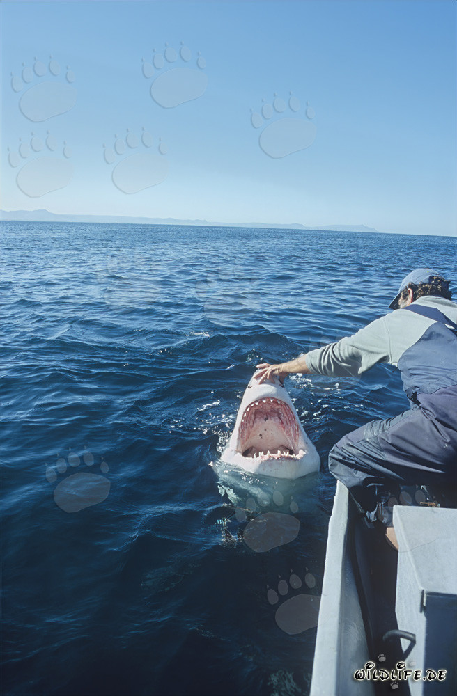 Encuentro fascinante: Andre Hartman y el tiburón blanco