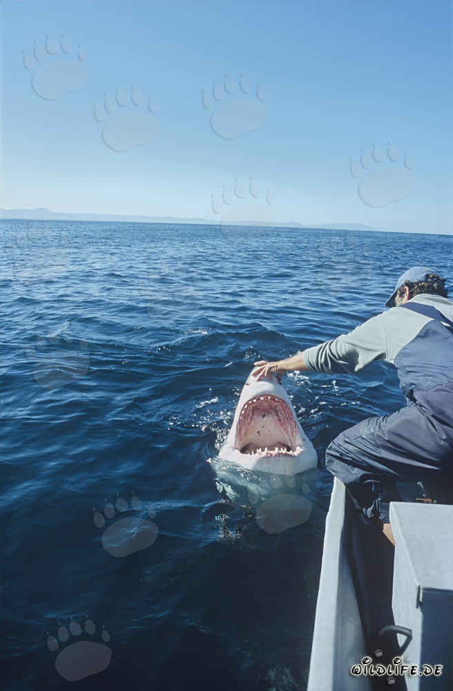 Incontro affascinante: Andre Hartman e lo squalo bianco