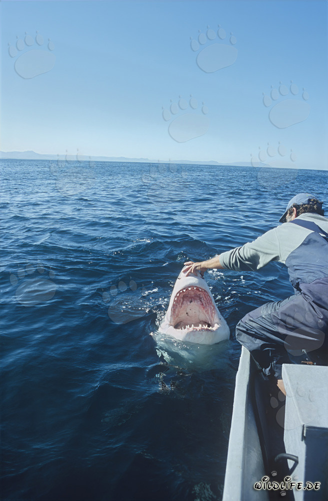 Rencontre fascinante : Andre Hartman et le grand requin blanc
