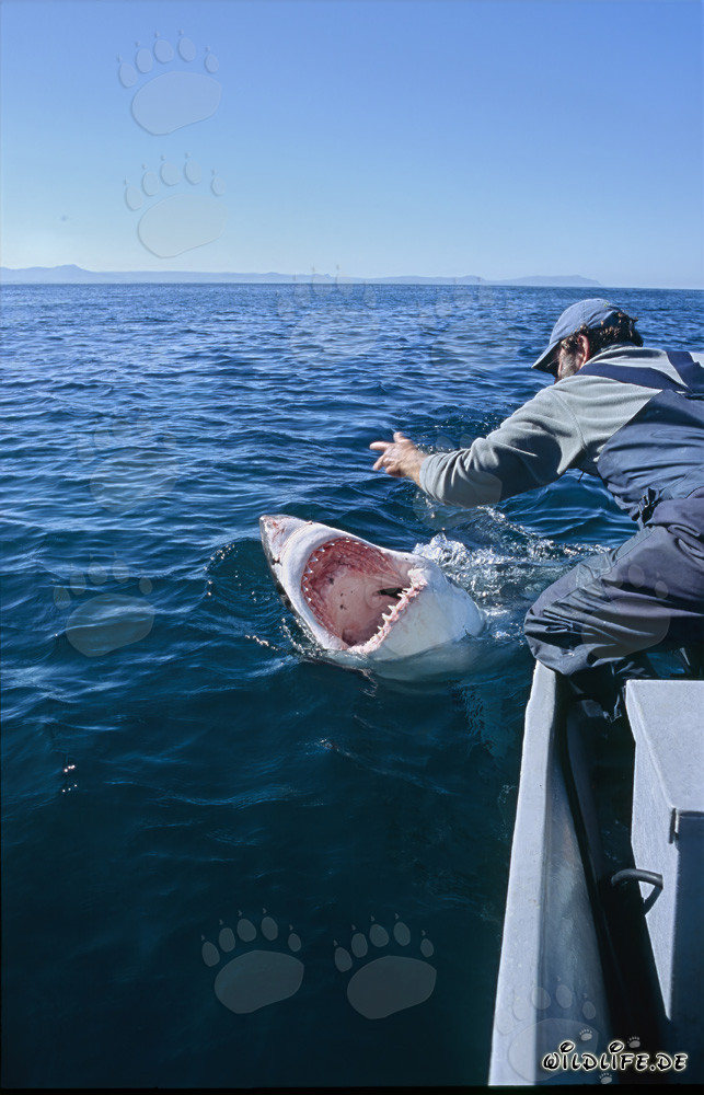 Fascinante communication entre Andre Hartman et le grand requin blanc