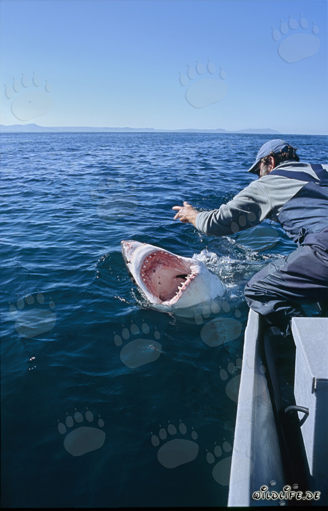 Fascinating Communication between Andre Hartman and the Great White Shark