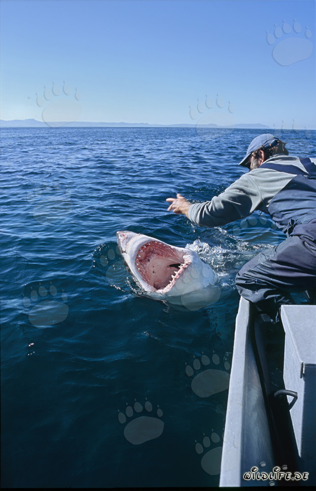 Fascinante comunicación entre Andre Hartman y el tiburón blanco