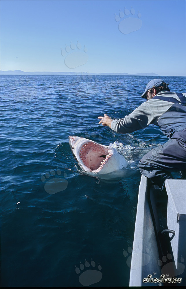 Affascinante comunicazione tra Andre Hartman e lo squalo bianco