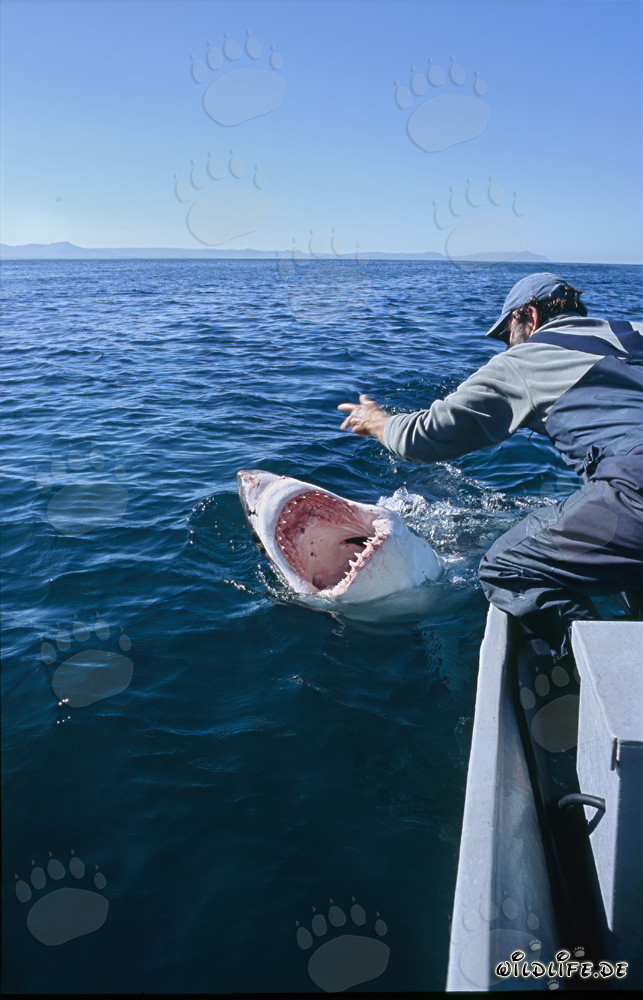 Faszinierende Kommunikation zwischen Andre Hartman und dem Weißen Hai